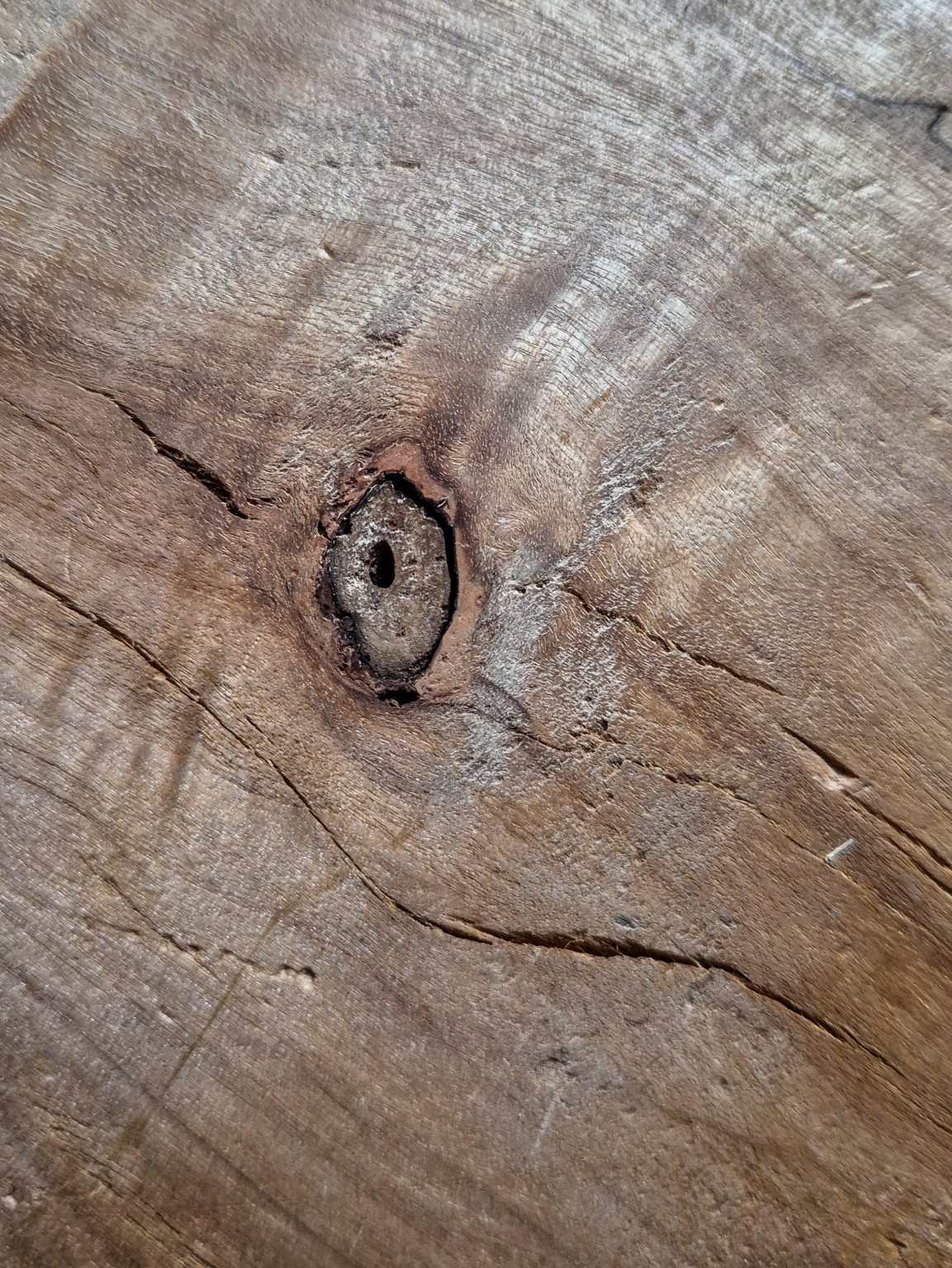 Original Mokurei Studio close-up photograph of Norway Spruce from the studio timber stock.